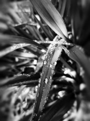 Sticker - Grayscale shot of leaves with water droplets in the garden