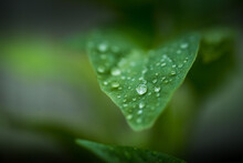 Selective Focusing Shot Of Raindrops On A Green Pepper Leaf