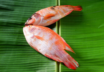 Sticker - Fresh raw red tilapia fishes isolated on  banana leaf background