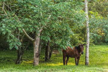 Canvas Print - Brown horse standing under a tree on a ranch