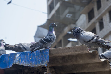 Poster - Close-up shot of Pigeons eating food in Dadar kabutarkhana Mumbai Maharashtra