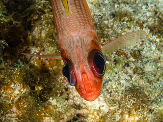 Wall Mural - Closeup shot of an exotic coral fish