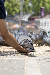 Poster - Close-up shot of Pigeons eating food in Dadar kabutarkhana Mumbai Maharashtra