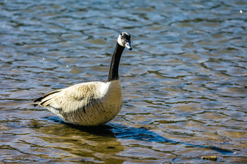 Wall Mural - Canada goose, or Canadian goose, is a large wild goose with a black head and neck