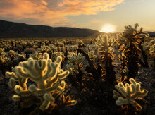 Sunset Scenery Over The Cholla Cactus Garden In Joshua Tree National Park, California, USA