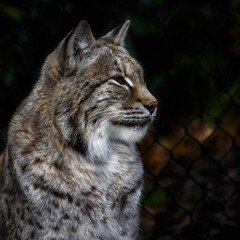 Canvas Print - Vertical closeup of a Eurasian lynx (lynx lynx)