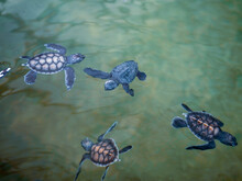 Closeup Shot Of Baby Turtles. The Sea Turtle Preservation Society