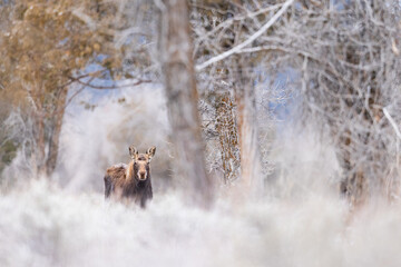 Wall Mural - View of a beautiful moose in a Grand Teton National Park, USA