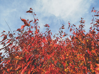 Poster - Photo of the top of an autumn oak tree