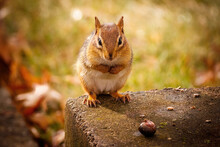 Shallow Focus Shot Of A Chipmunk Standing On A Stone