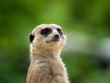 Selective Focus Shot Of A Meerkat Face