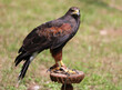 Bird called Harris s Hawk above the perch in a falconry farm during training