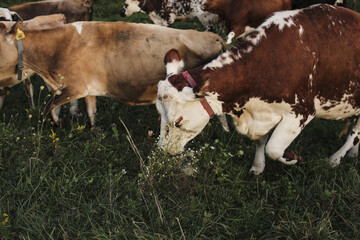 Sticker - Herd of dairy cows with ear tags grazing on a field