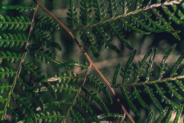 Closeup shot of dark green fern branches