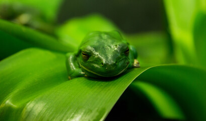 Sticker - Closeup shot of a tropical green frog on a green leaf