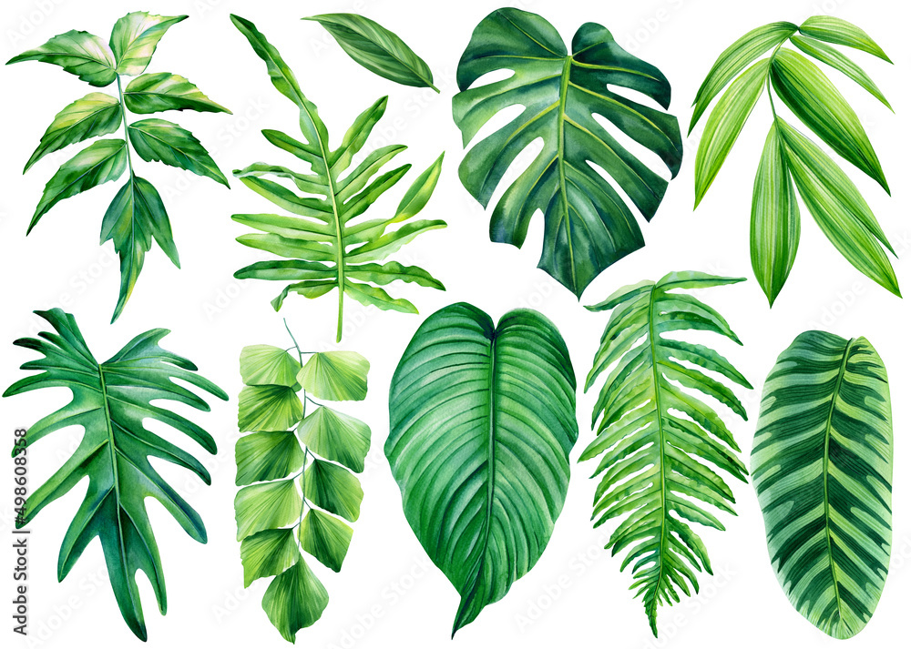 Collection of tropical leaves. watercolor isolated elements on a white ...