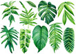 Collection of tropical leaves. watercolor isolated elements on a white background. Palm leaf