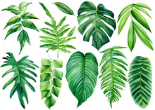 Collection Of Tropical Leaves. Watercolor Isolated Elements On A White Background. Palm Leaf