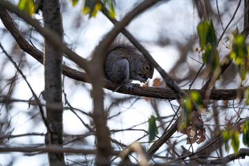 Wall Mural - Shallow focus shot of a squirrel eating a nut on a tree