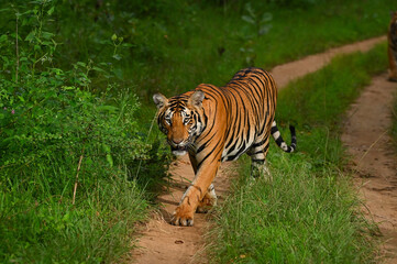 Canvas Print - Closeup shot of a tiger walkingin a jungle