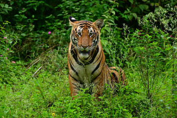 Canvas Print - Closeup shot of a tiger on a jungle