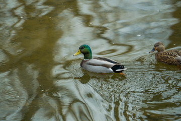 Sticker - Couple of mallard ducks: male and female in a pond