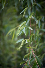 Closeup Of Weeping Willow Branch With Flowers At Spring In A Public Garden