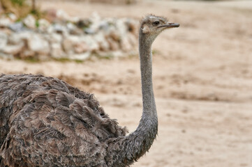portrait of an ostrich (struthio camelus) in profile looking forward with its long neck and beautifu