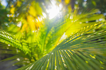 Wall Mural - Rays of the sun through palm leaves. Jungle nature close-up of a saturated green palm leaf. Macro nature view of palm leaves background textures. Island forest, abstract nature