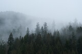 Fototapeta Las - fog in the mountains