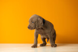Fototapeta Zwierzęta - Adorable cute weimaraner puppy on orange background