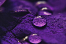Macro De Gotas En Pétalo Púrpura