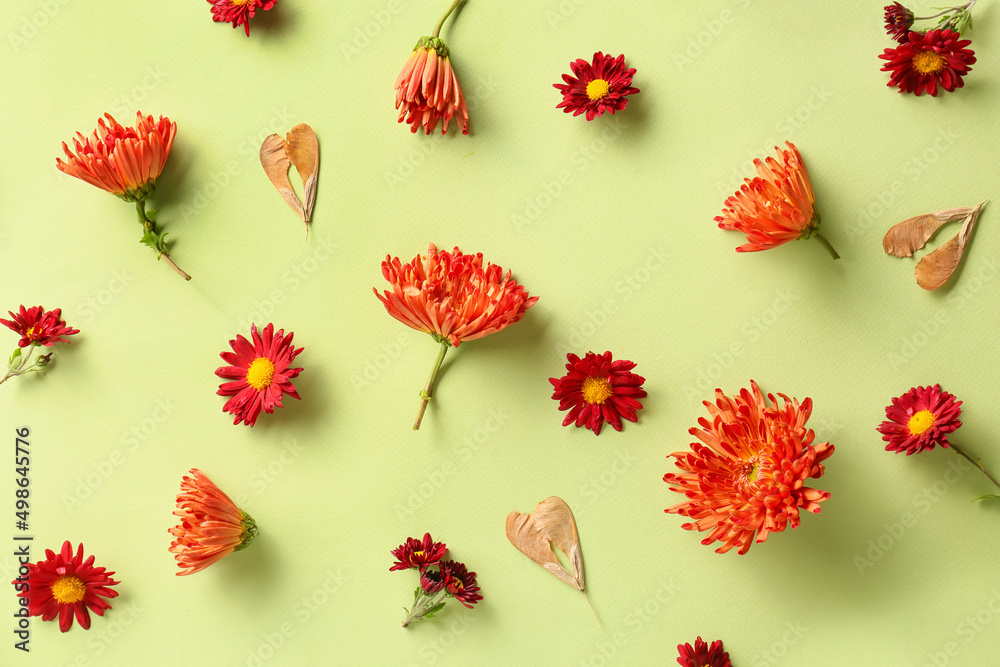 Chrysanthemum flowers and maple seeds on green background