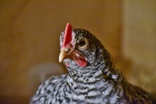 Close Up Of Young Plymouth Barred Rock Rooster