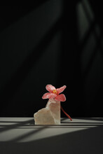Vertical Contemporary Still Life Composition Of Pink Flower And Halite On Gray Table Against Black Wall Background In Gobo Lighting
