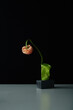 Vertical contemporary still life shot of fresh flower wilting in crumpled plastic cup, black wall background