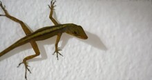 Small Green Lizard On A White Concrete Wall Looking Around. Close Up Of A Lizard Breathing And Moving Eyes.
