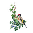 Small goldfinch bird on branch. Floral decor. Watercolor realistic illustration. Hand drawn wildlife bird. Goldfinch songbird on the wild tree branch. Forest rustic element