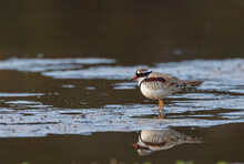 Shot Of A Black-fronted Dotterel Feed On A Wetland Mud Bank At The Central Coast Of Nsw