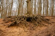Bärenhöhle Kleve, Baum mit sichtbaren Wurzeln und Höhle