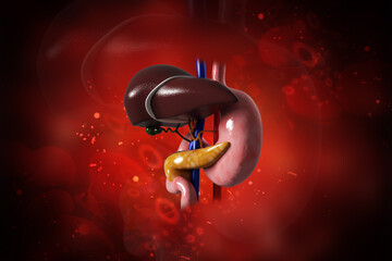 Wall Mural - 3d rendered stomach and liver isolated on a white background
