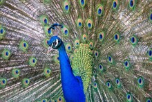 Blue Peacock With Loose Tail