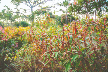 Wall Mural - beautiful colorful leaf bush in the forest with light on the morning time.