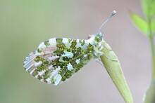 The Orange Tip Butterfly (Anthocharis Cardamines) Male With Folded Wings In A Natural Habitat
