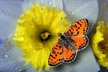 Colorful Red Butterfly On A Narcissus Flower In Water Drops Close-up. Spring Flowers