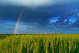 Fototapeta Tęcza - agricultural field with young green wheat sprouts and rainbow, spring landscape, dramatic blue sky as background