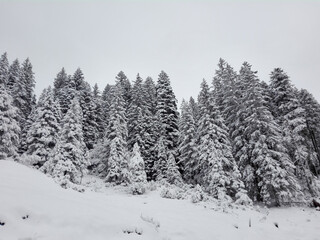 Wall Mural - snow covered trees in the forest