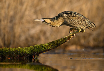 Wall Mural - Great bittern bird ( Botaurus stellaris ) close up