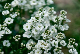 Fototapeta Pomosty - Fresh spring white arabis caucasian blooming flowers on a background of green leaves in the garden in the spring season close up