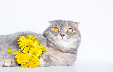 A beautiful fluffy scottish fold cat with yellow flowers on hand sit on the white background